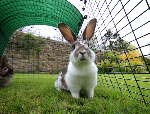 Rabbits sitting in the Eglu Go Hutch rabbit run