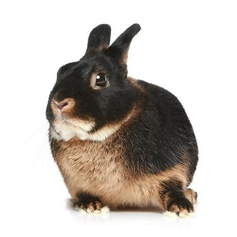there are hundreds of different kinds of rabbit for you to choose from