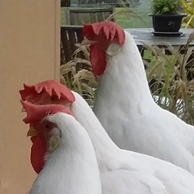 White Leghorn