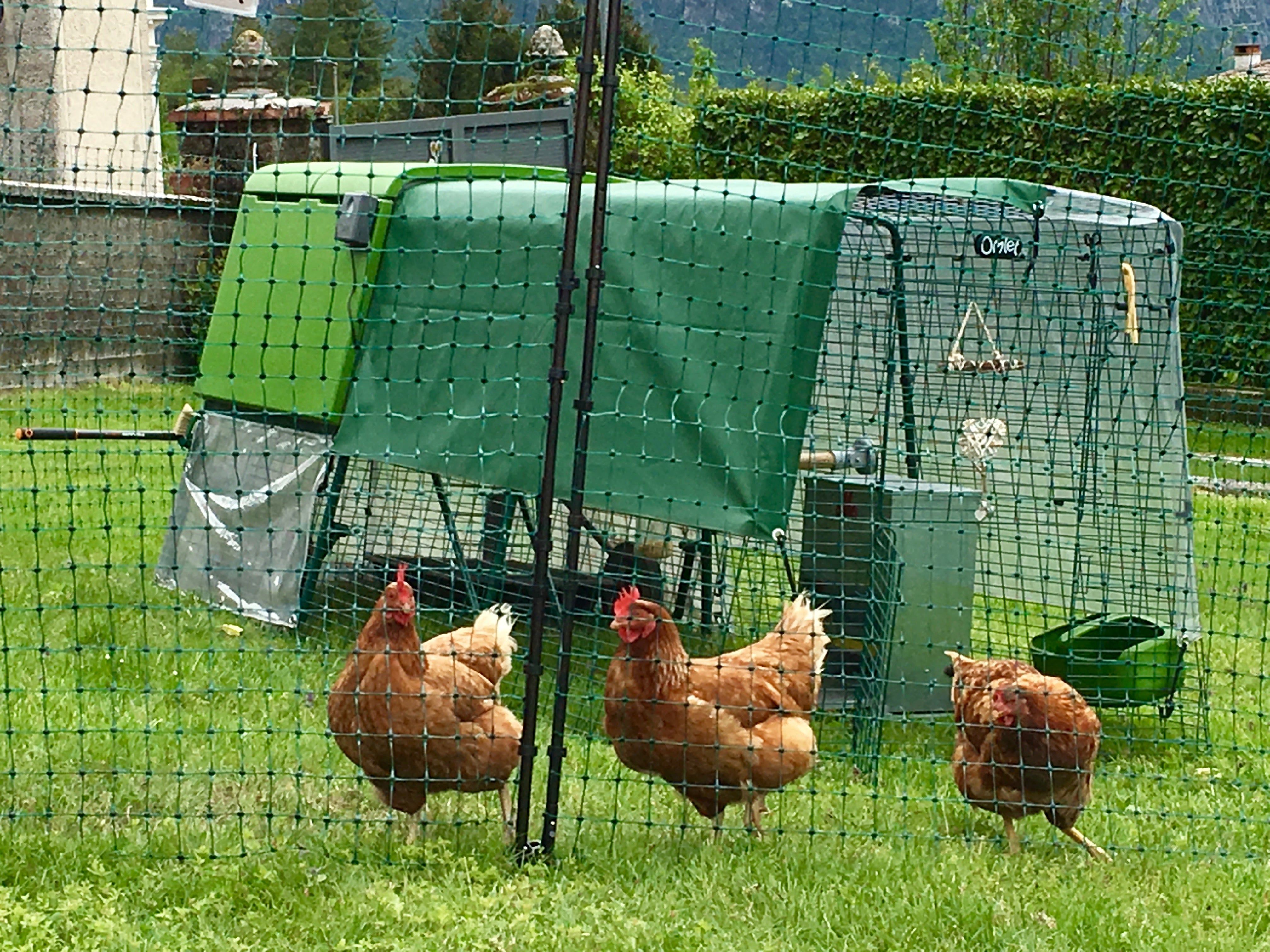 Stop your chickens from eating your garden