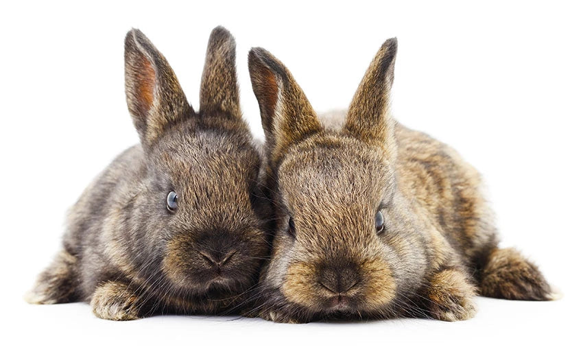 Rabbits need daily care and attention from their owner