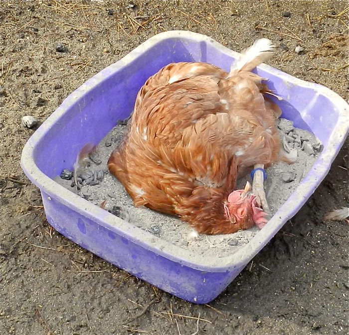 a hen-sized tray part filled with sieved dirt or sand makes a terrific dust bath