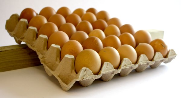 When storing brooding eggs, turn them every day