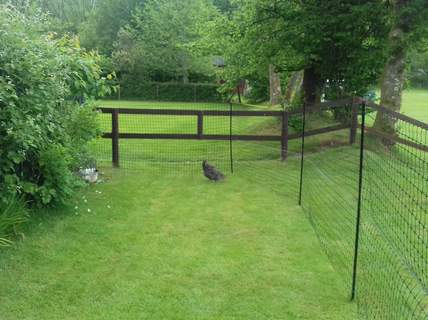 keep your chickens in an enclosed area to keep your vegetables and garden in a pristine condition