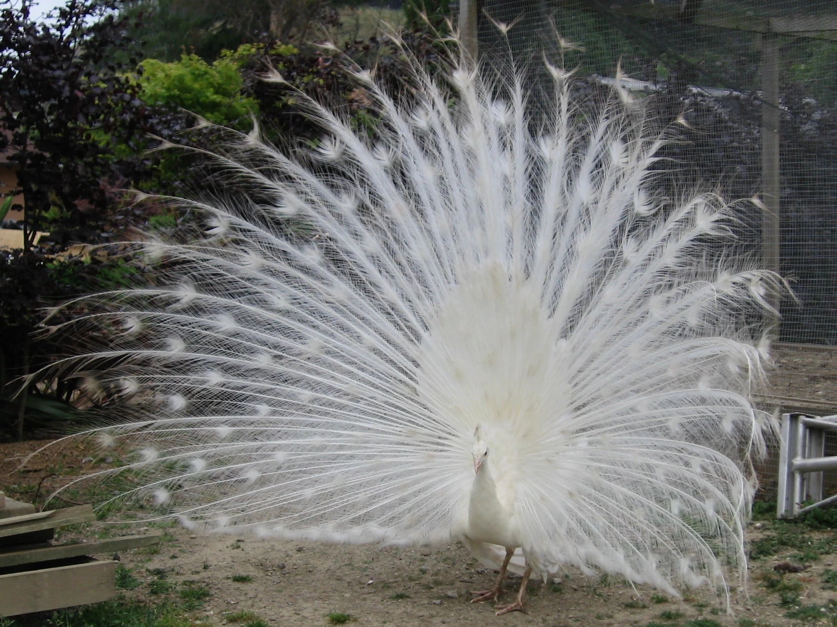 our beautiful white peacock displaying