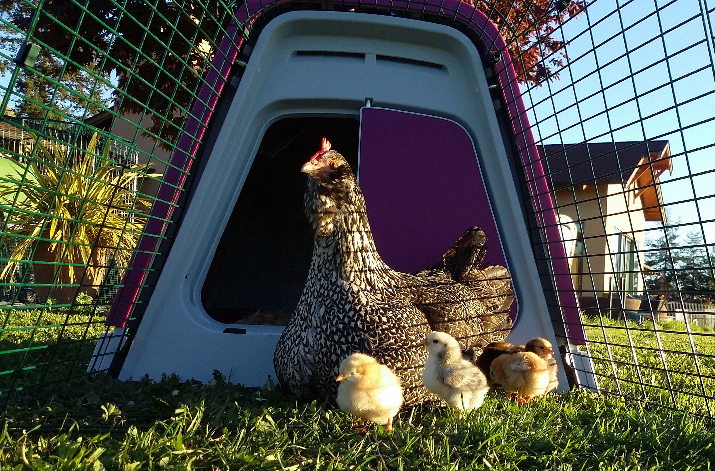 Breeding chickens may be a natural progression for those who have kept chickens for a while