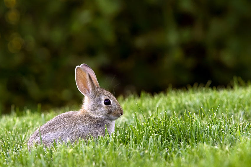 All rabbits are herbivores, whether they live in the wild or are kept as pets