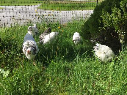 If you account for 20 sqm per chicken in the garden, they will usually not cause much damage to the lawn