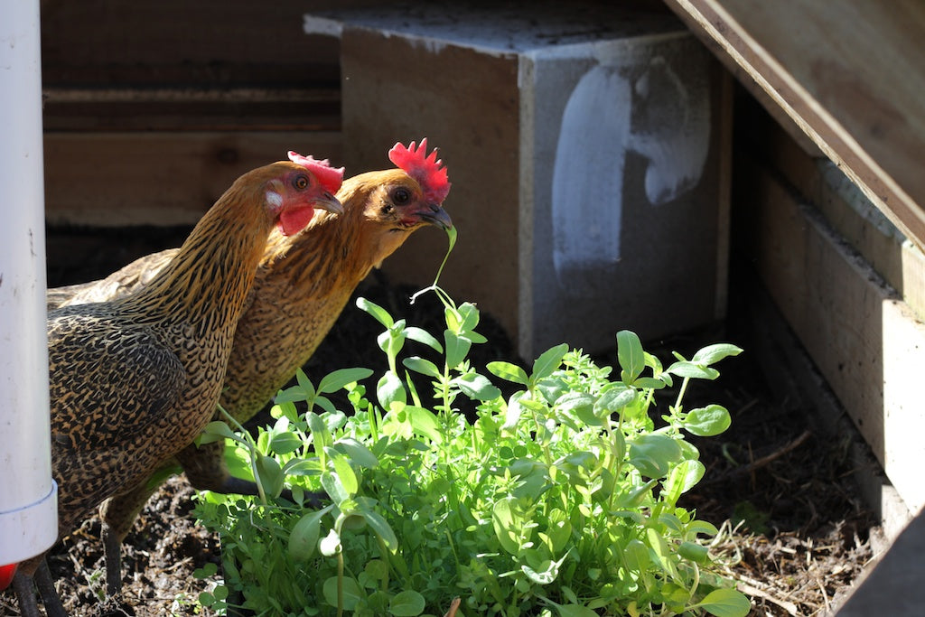 Grow a hardy blend of nutritious greens to boost your chickens