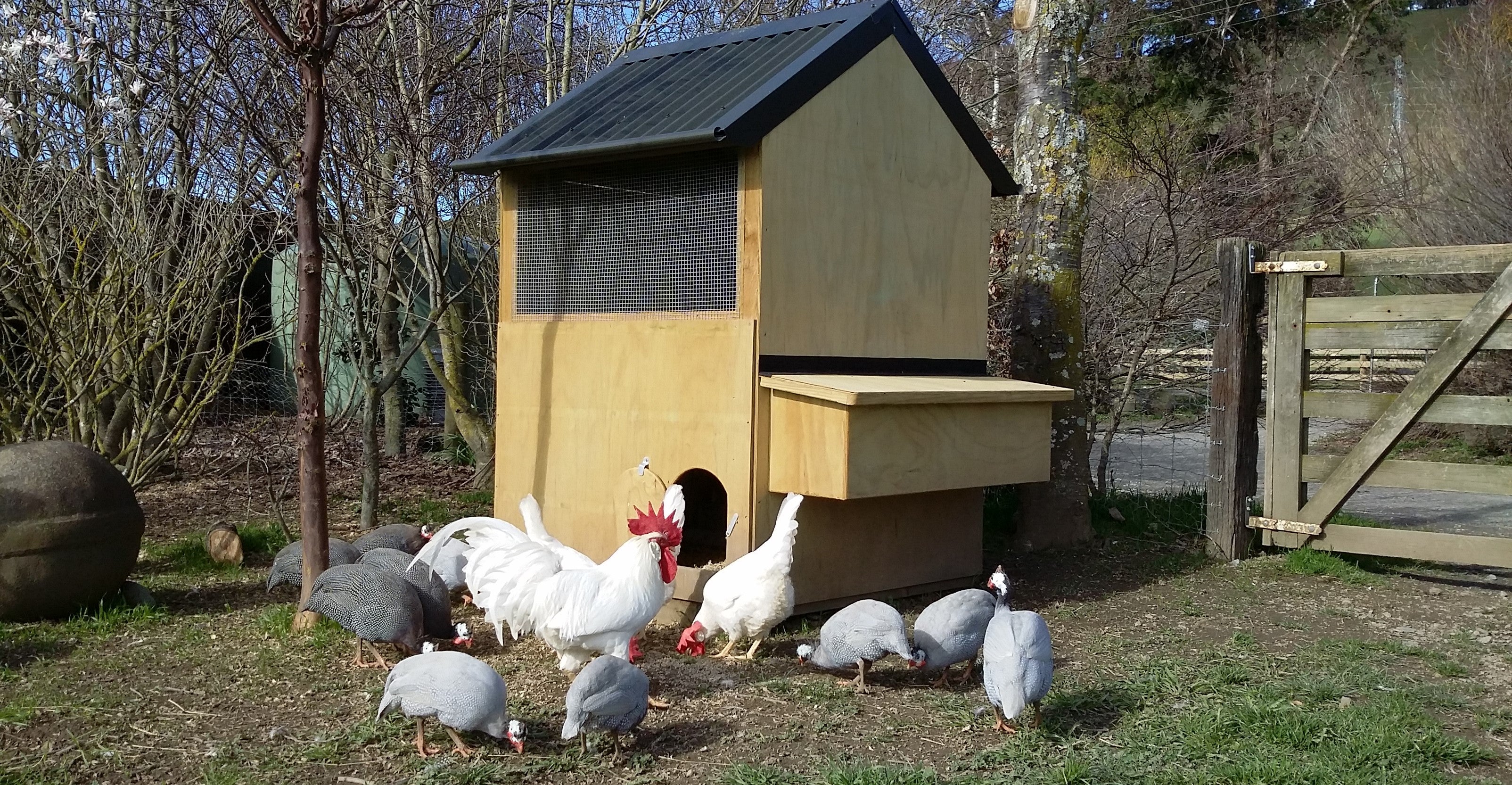Good coop maintenance is the key to having happy, healthy hens