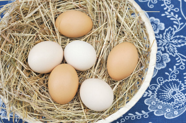 When collecting eggs for breeding, it is a good idea to collect your eggs two or three times a day