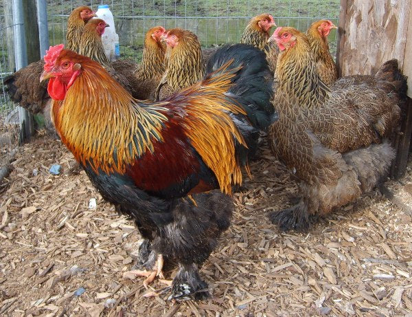 Feed your Breeding Flock Good Quality Chicken Feed