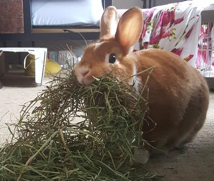 Bunny rabbits make wonderful companion pets and form a strong bond with their owners