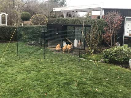 keep your chickens in an enclosed area until you are home and can keep an eye on them free ranging