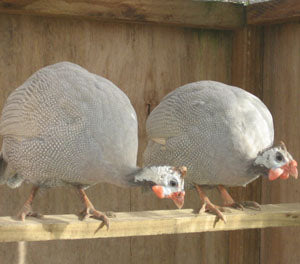 Guinea do not scratch holes like chooks and are easy maintenance when free range