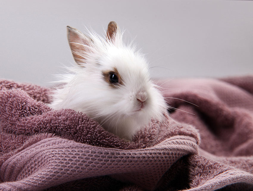 Whilst they have relatively long fur, some owners report that Angora rabbits shed the least