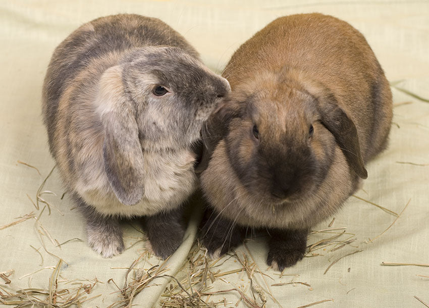 Rabbits make a number of different sounds to help them understand each other