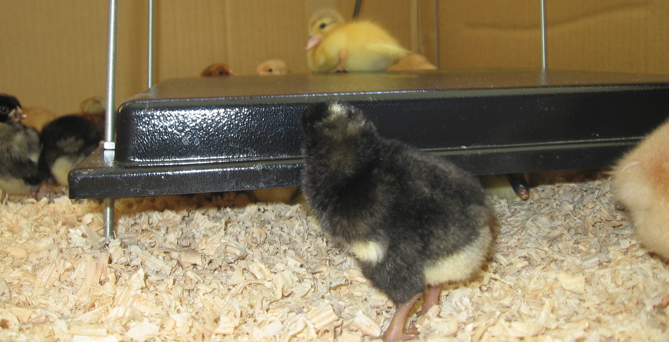 rearing chicks in a brooder is up close, hands on fun