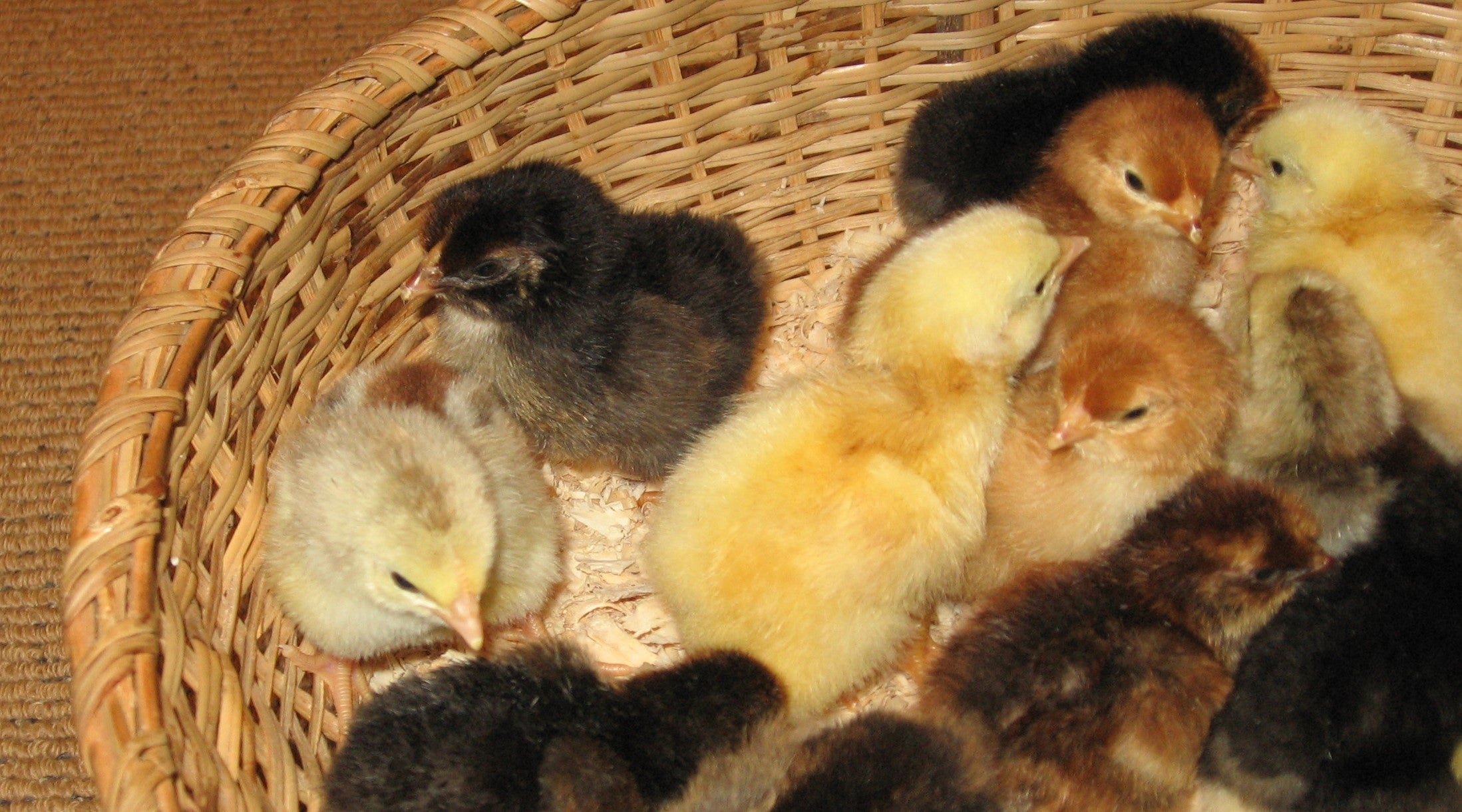 5 Things to Consider When Raising Chicks