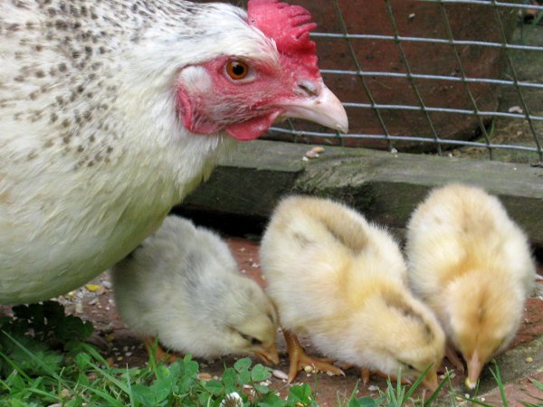 Incubating eggs can be done naturally underneath a hen, or in an incubator