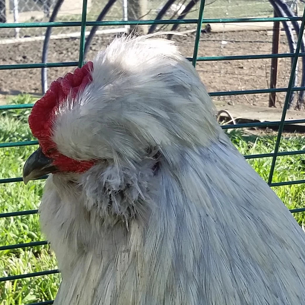 Lavender Araucana Egg - Mix'n'Hatch