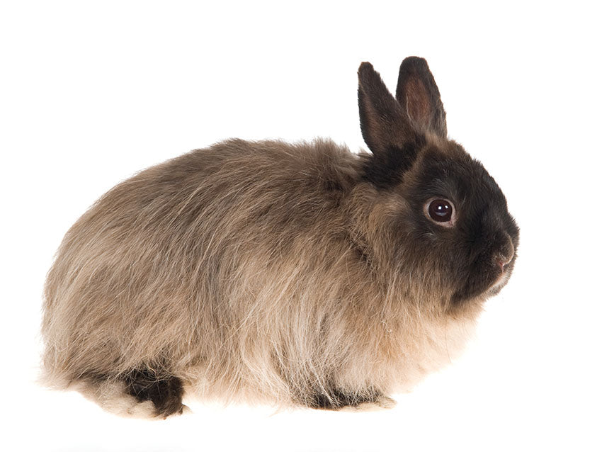 Rabbits are more relaxed and happier with a routine