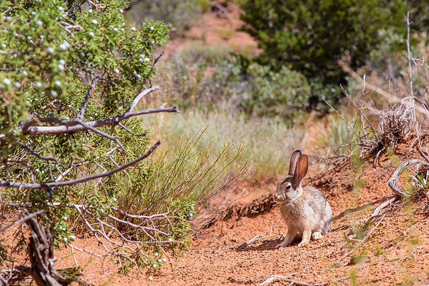 The original European wild rabbits evolved about 4,000 years ago in Iberia