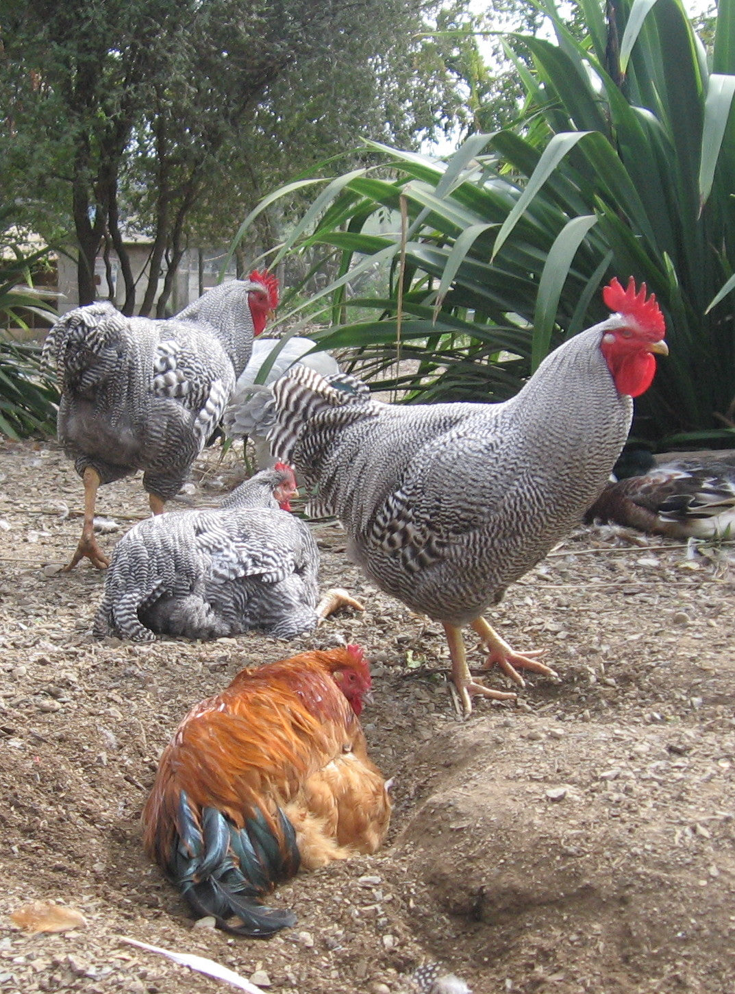 If your chickens don't have a dry patch of ground where they can dig a hole, you'll need to provide them with an artificial dust bath