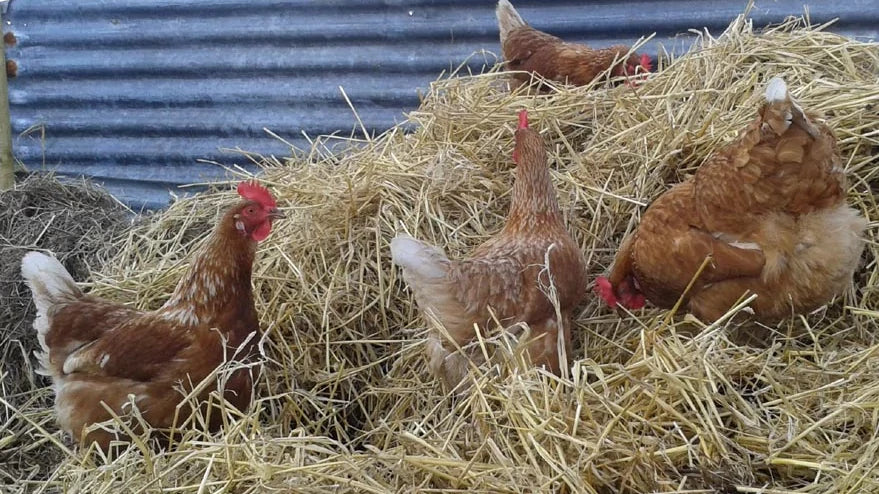Meadow hay or straw is another great way to keep chickens entertained