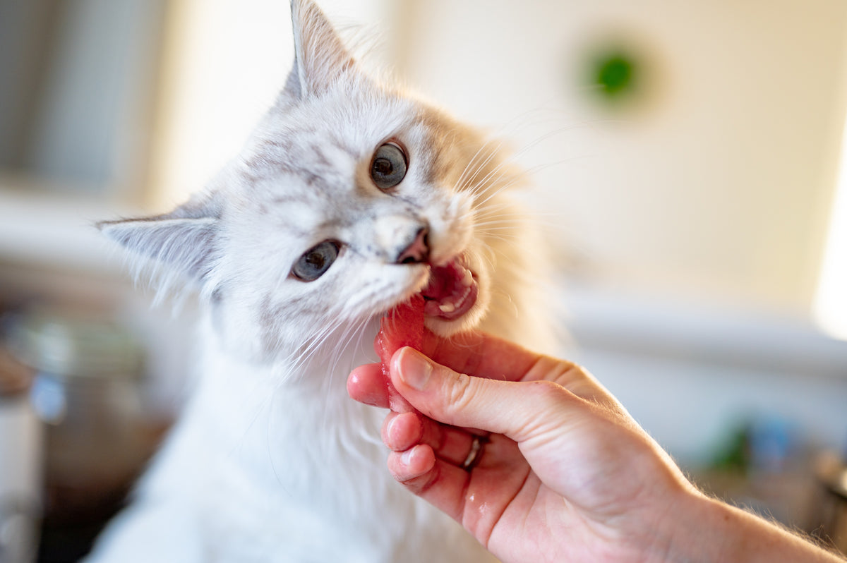 cats love variety - especially when it comes to food