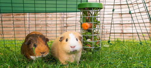 The dietary needs of Rabbits and Guinea Pigs are quite different. Shared feed is not ideal.