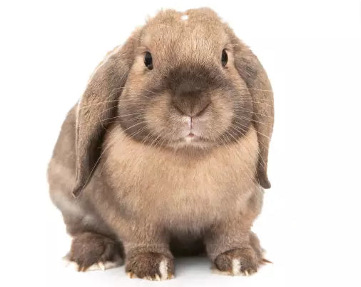 Rabbits come in all shapes and sizes but there are three distinct types.