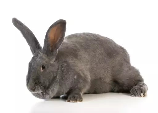 Flemish Giant