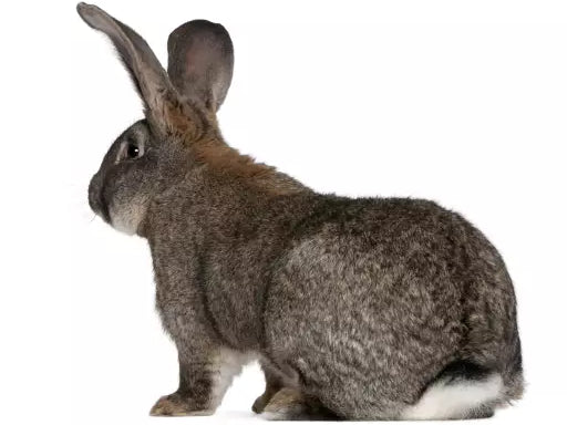 Flemish Giant