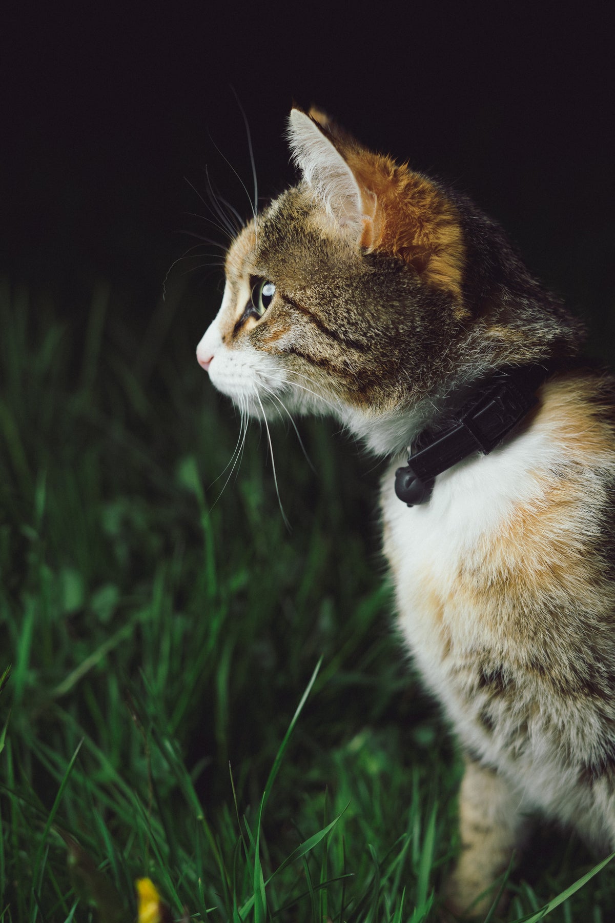 In time, cats usually find a way to master hunting with a bell collar