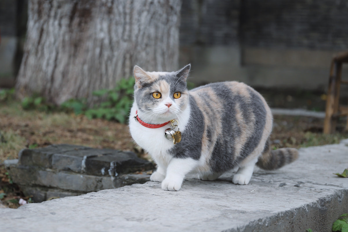 Adding a bell to your cats collar is one way to alert prey that danger is coming