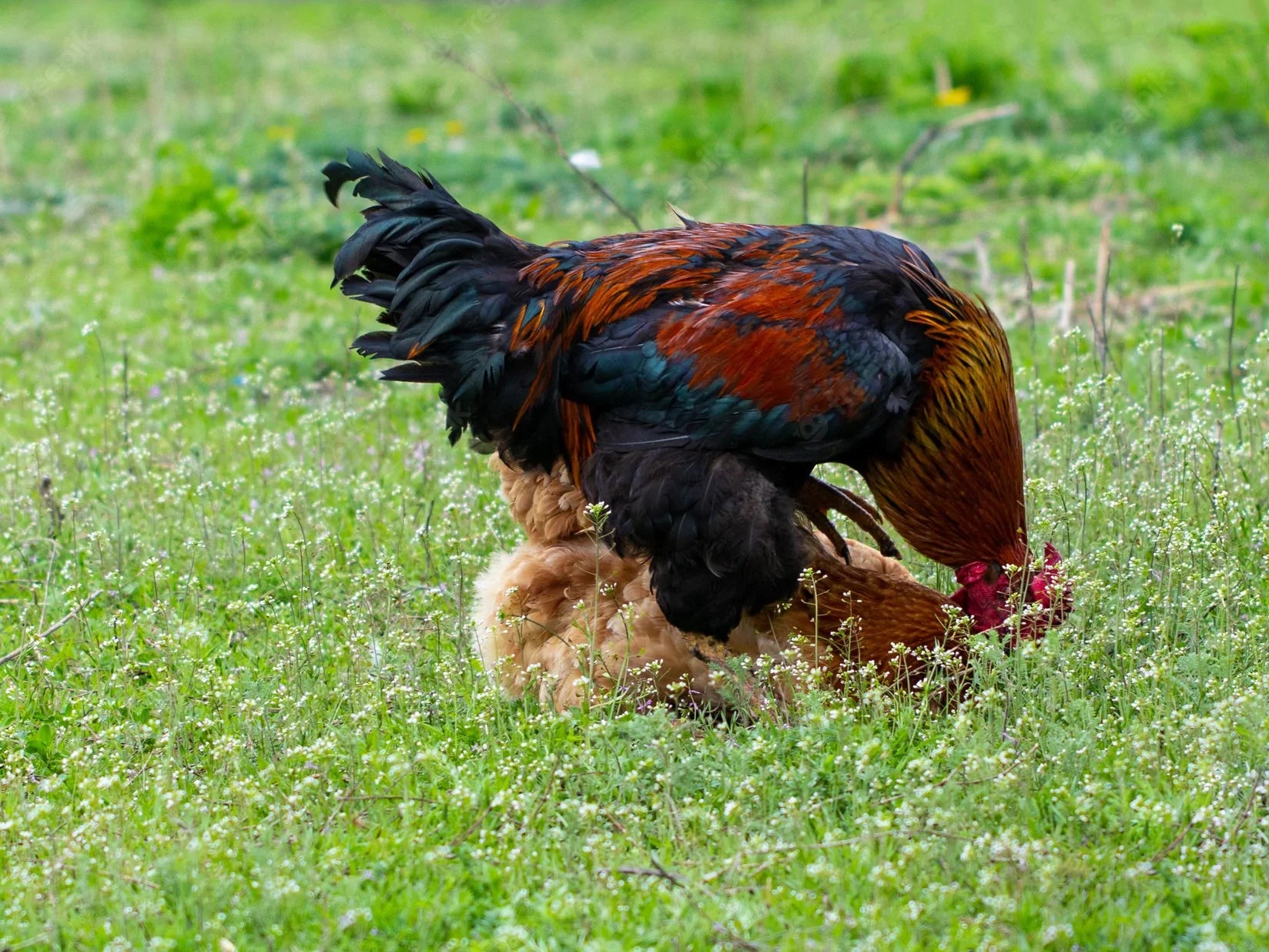 Roosters might not get to cover all the hens in his flock