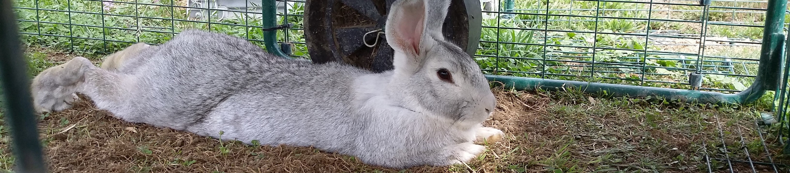 Bugsie, our first indoor/outdoor rabbit. Bugsie is a Light Grey Flemish Giant.