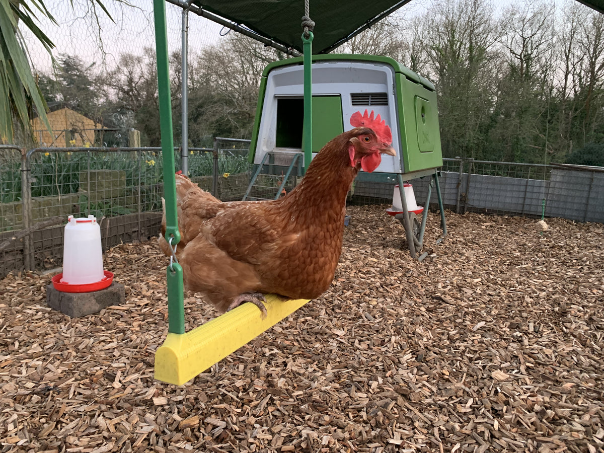 the Chicken Swing allows chickens of all types and ages to pump the swing themselves