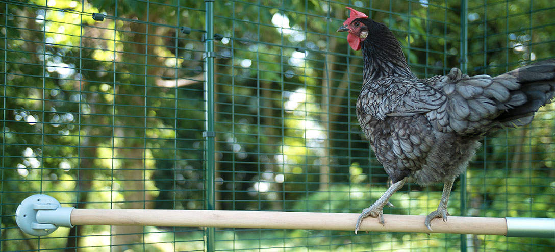 Low perches encourage your hens to exercise, help alleviate boredom, keeps them fit