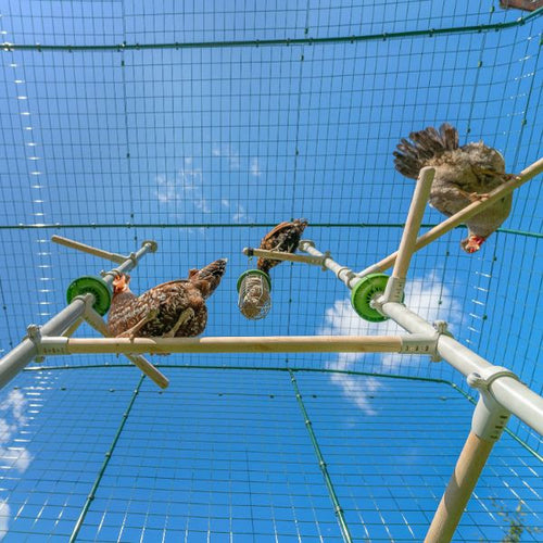 chickens enjoy perching to get a better view of the world around them