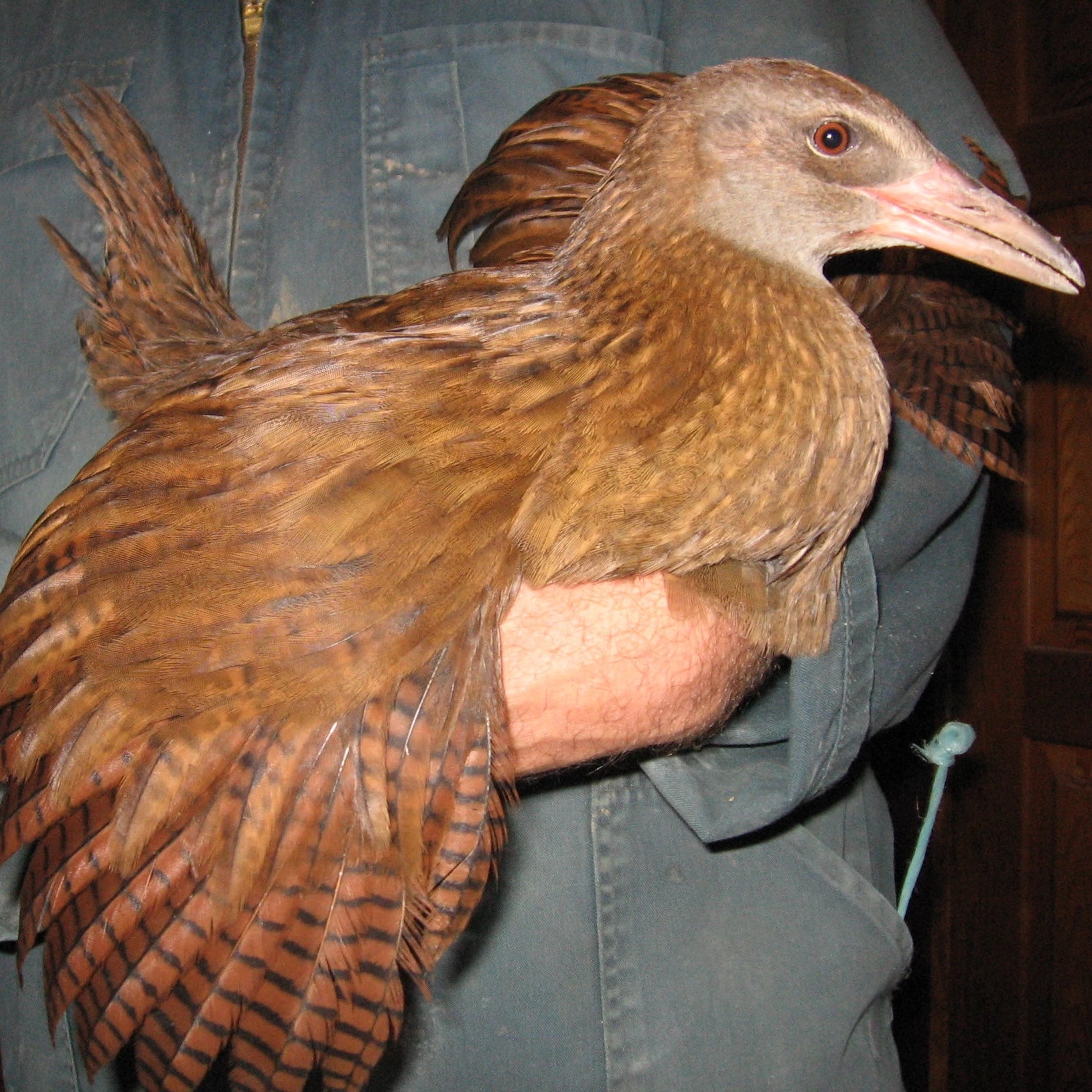 Pukeko and weka are also lethal when it comes to killing ducklings and young chickens