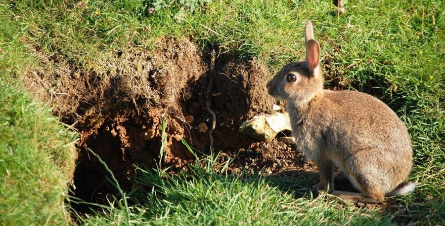 Rabbits are furry digging machines
