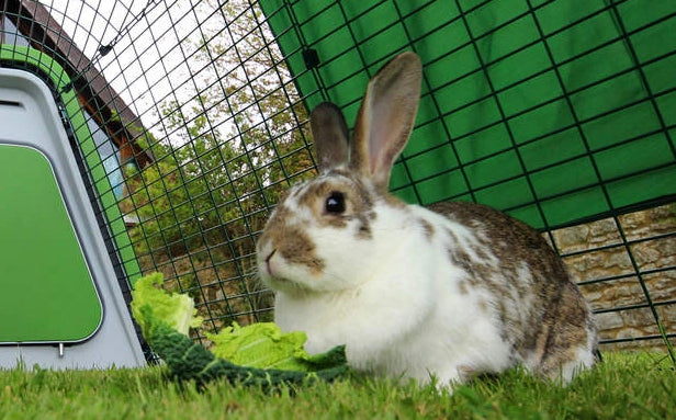 The bulk of your rabbits’ diet should be hay, supplemented by dry pellets and fresh food