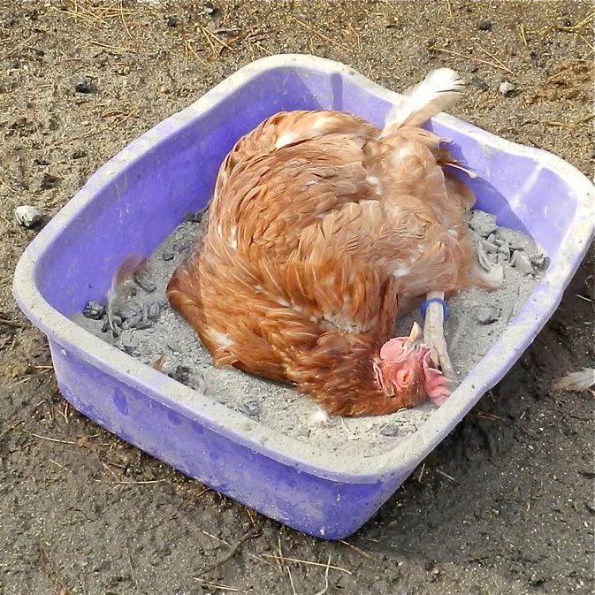 For dust-bath maintenance, all you need to do is clean out the droppings each day, and refill the bath every week or so