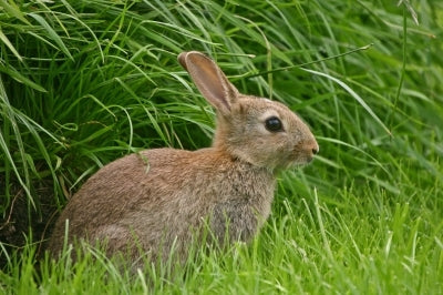 The domestication of rabbits is believed to have begun when medieval monks began to keep rabbits