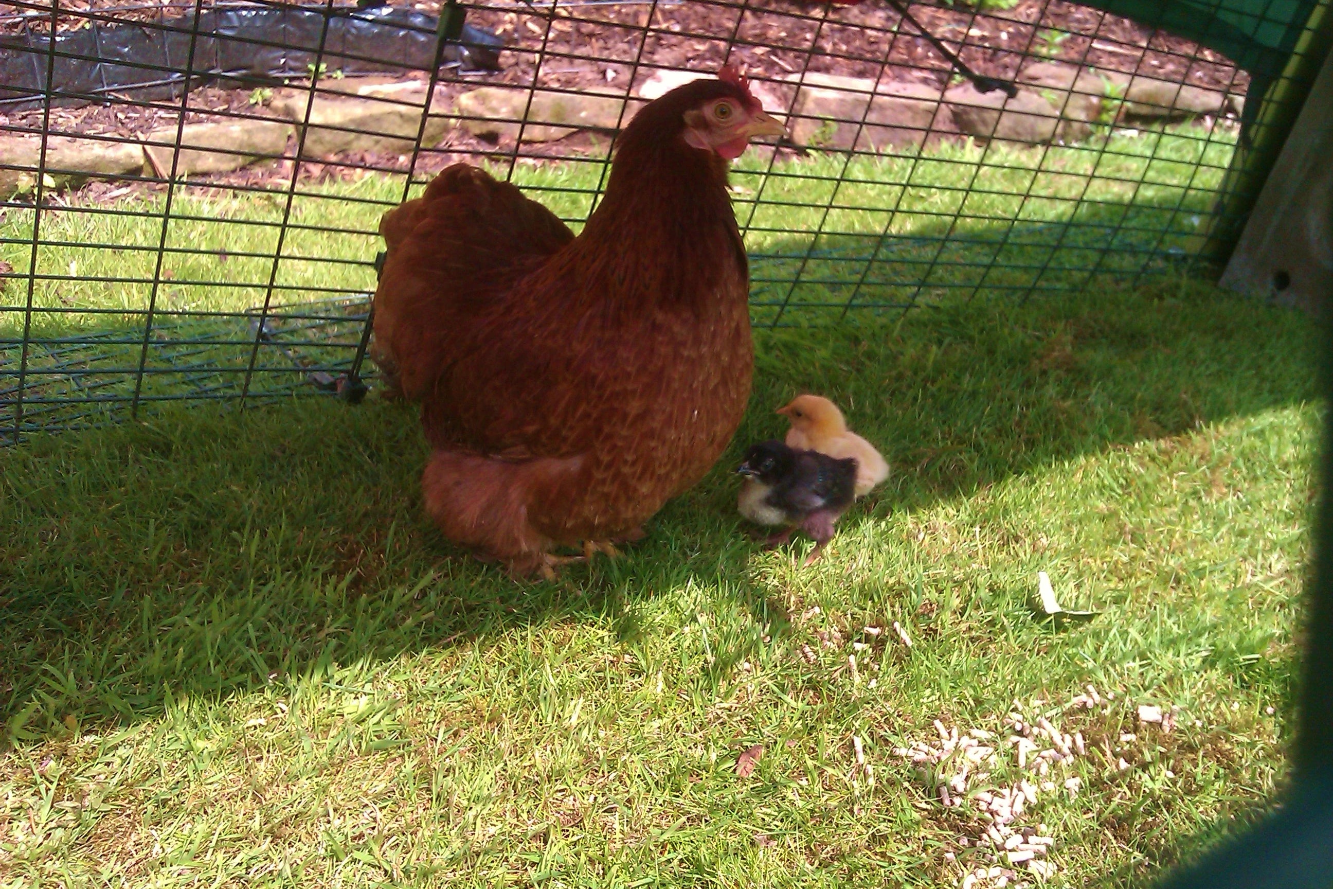 Hen with chicks