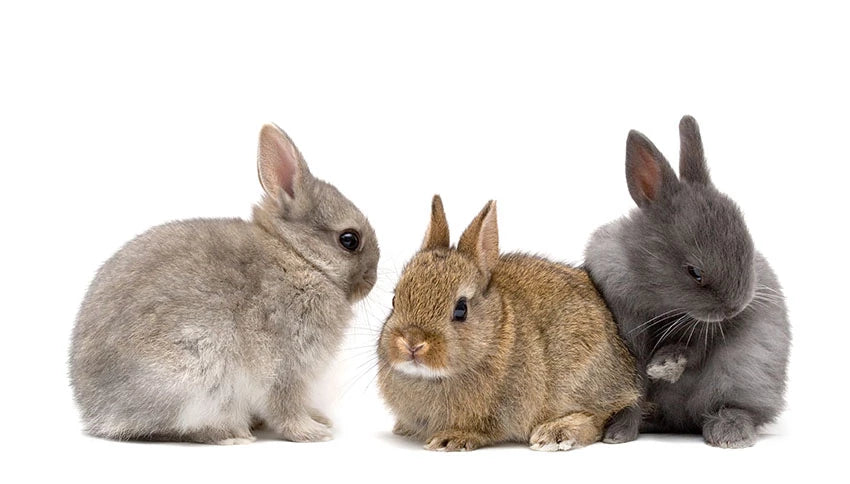 rabbits have developed some extraordinary features that have helped them survive and thrive in the wild