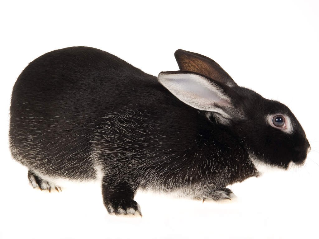 Certain rabbit breeds were originally kept for their coats