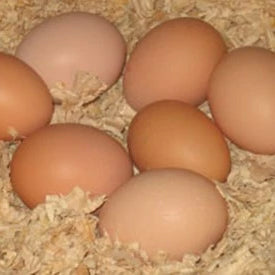 Fresh, homegrown eggs